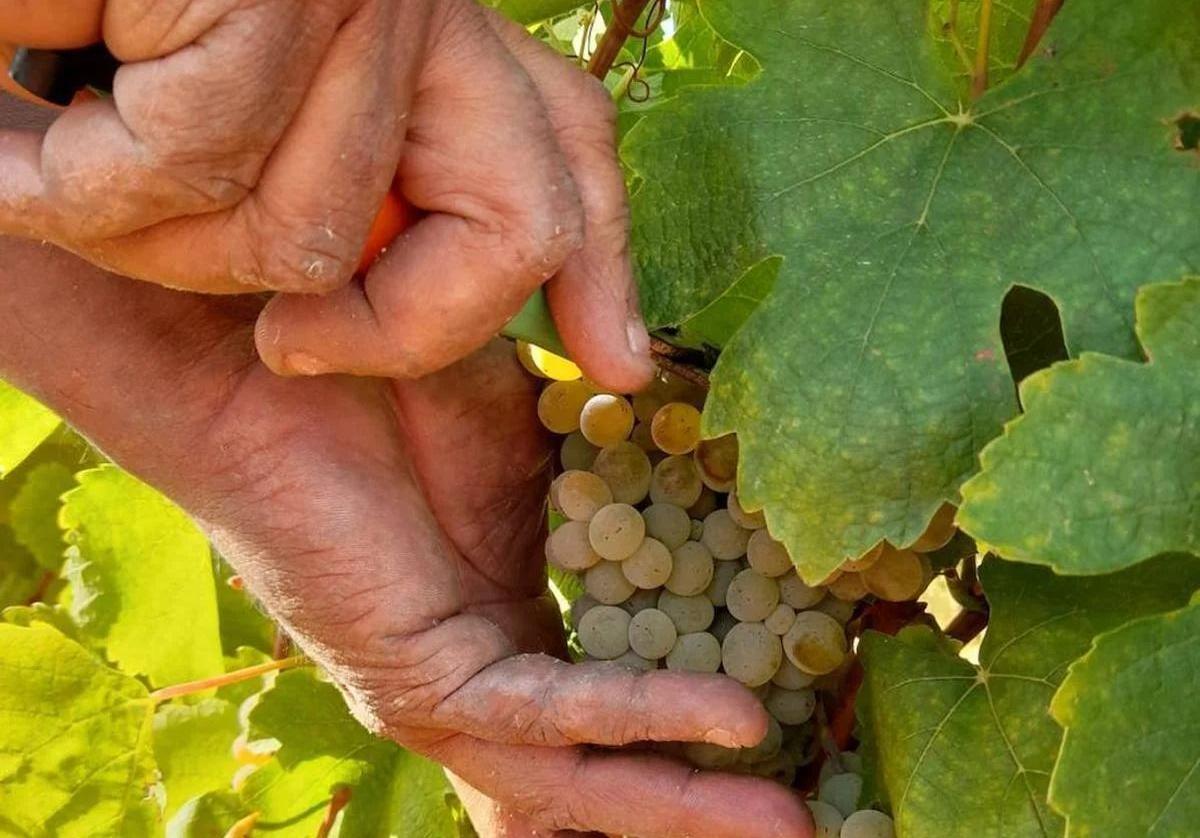 La DO Bierzo seguirá defendiendo la uva godello en denominaciones donde es autóctona
