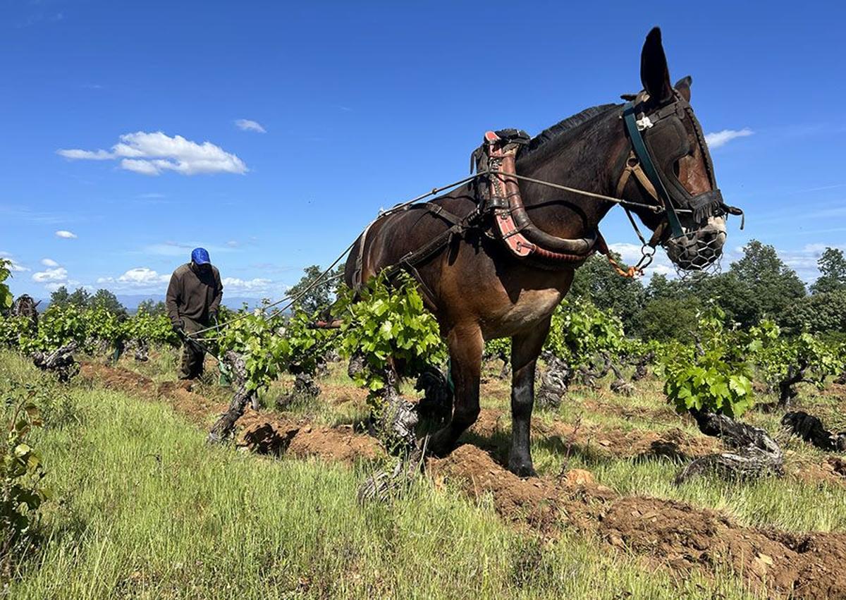 Imagen secundaria 1 - Elva García recibe el premio a la Mejor Bodega de Castilla y León (foto superior); arado de tracción animal en las viñas de la Bodega Aníbal de Otero (C) y vendimia manual (foto inferior).