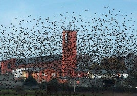 Imagen de archivo de estorninos volando en Ponferrada.