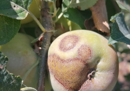 Manzana Fuji con daños por moteado.