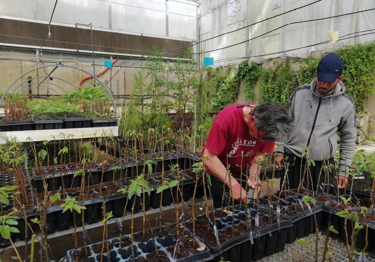 Ciuden Vivero acogerá un curso de verano de la ULE sobre plantas y cosmética natural