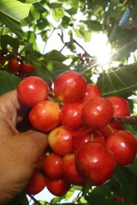 Cerezas del Bierzo.