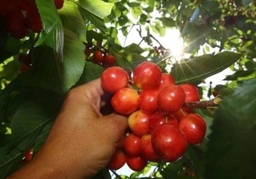 Las lluvias de mayo no aguan la cereza del Bierzo, que viene con retraso