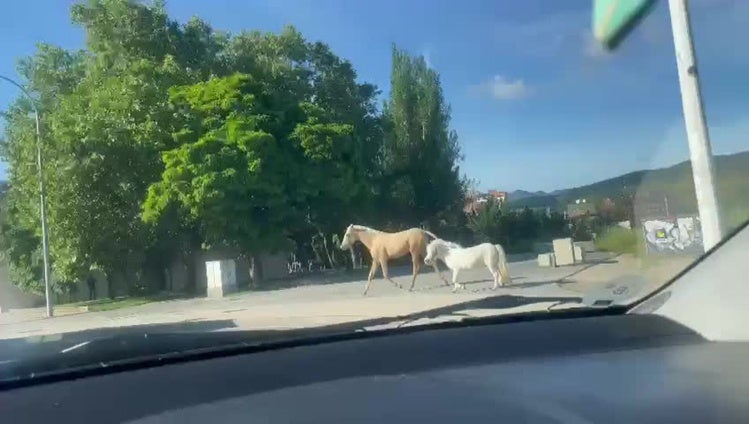 Dos caballos campan a sus anchas por Ponferrada