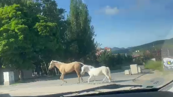 Imagen de los dos caballos junto al parque del Plantío de Ponferrada.