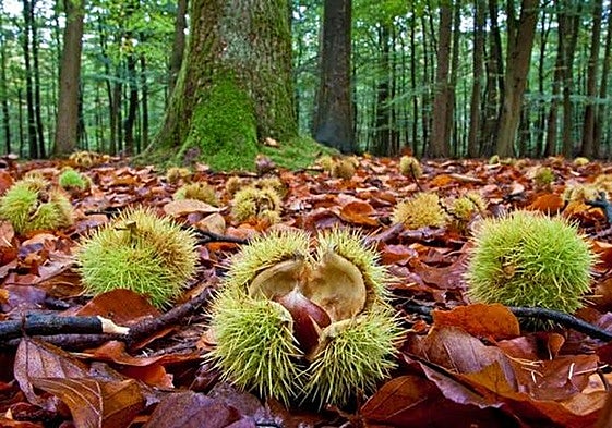 El proyecto Cares persigue el aprovechamiento sostenible de resina y castaña en los montes del Bierzo.
