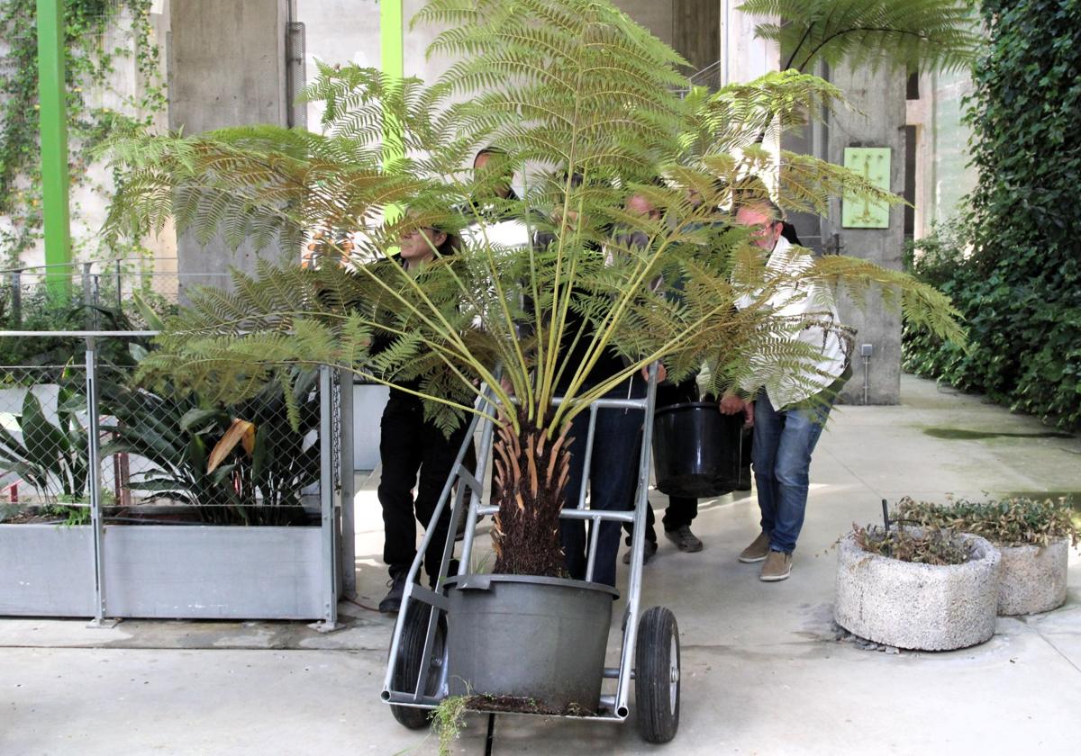 Incorporación de nuevos helechos arborescentes a la exposición Fuego Verde de La Térmica Cultural.
