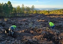 Operarios trabajando en la restauración ambiental de la Gran Corta de Fabero.