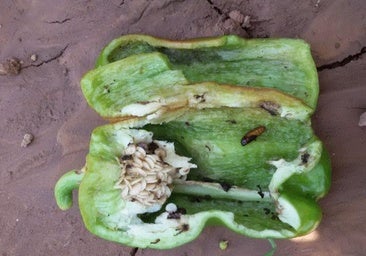 Imagen de uno de los pimientos afectados por la plaga.
