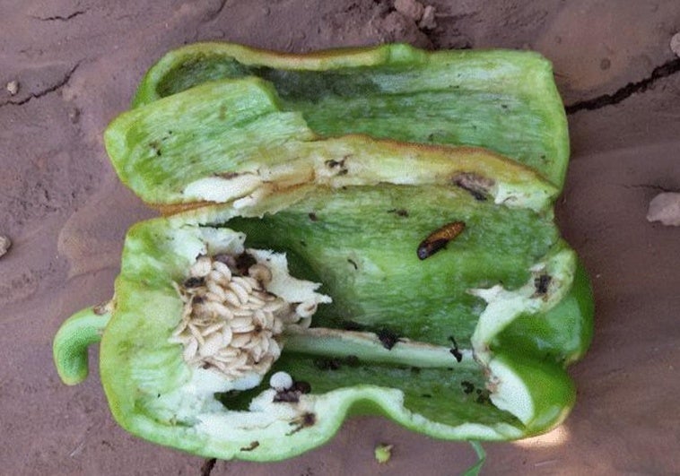 Una plaga de polillas y de orugas roedoras de piel en frutales acecha a los pimientos del Bierzo