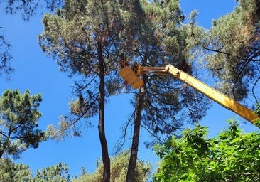 Imagen de la poda de árboles en los parques de Ponferrada.