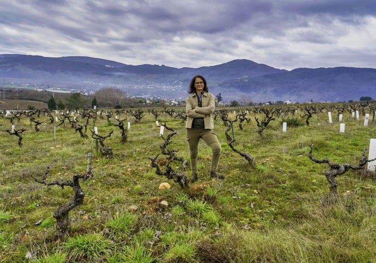 El resurgir del vino