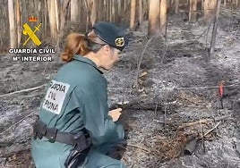 Imagen de archivo de una investigación del Seprona.