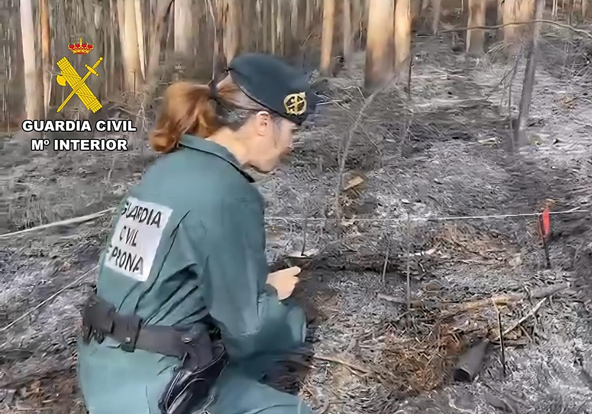 Imagen de archivo de una investigación del Seprona.