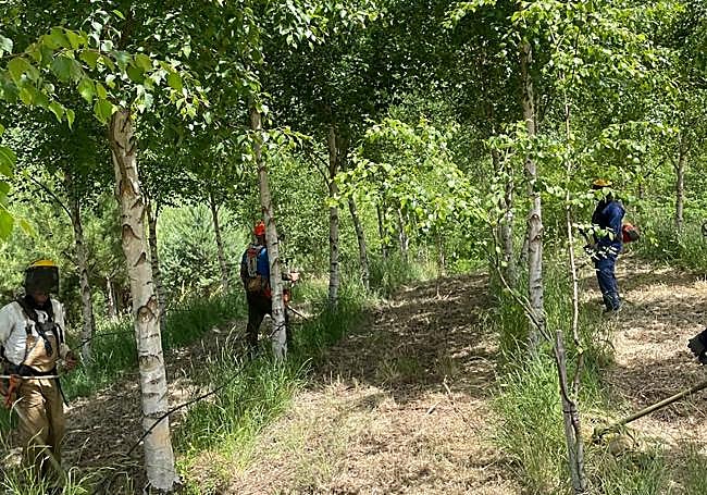 Vecinos de Canedo trabajando en el cuidado de los árboles.