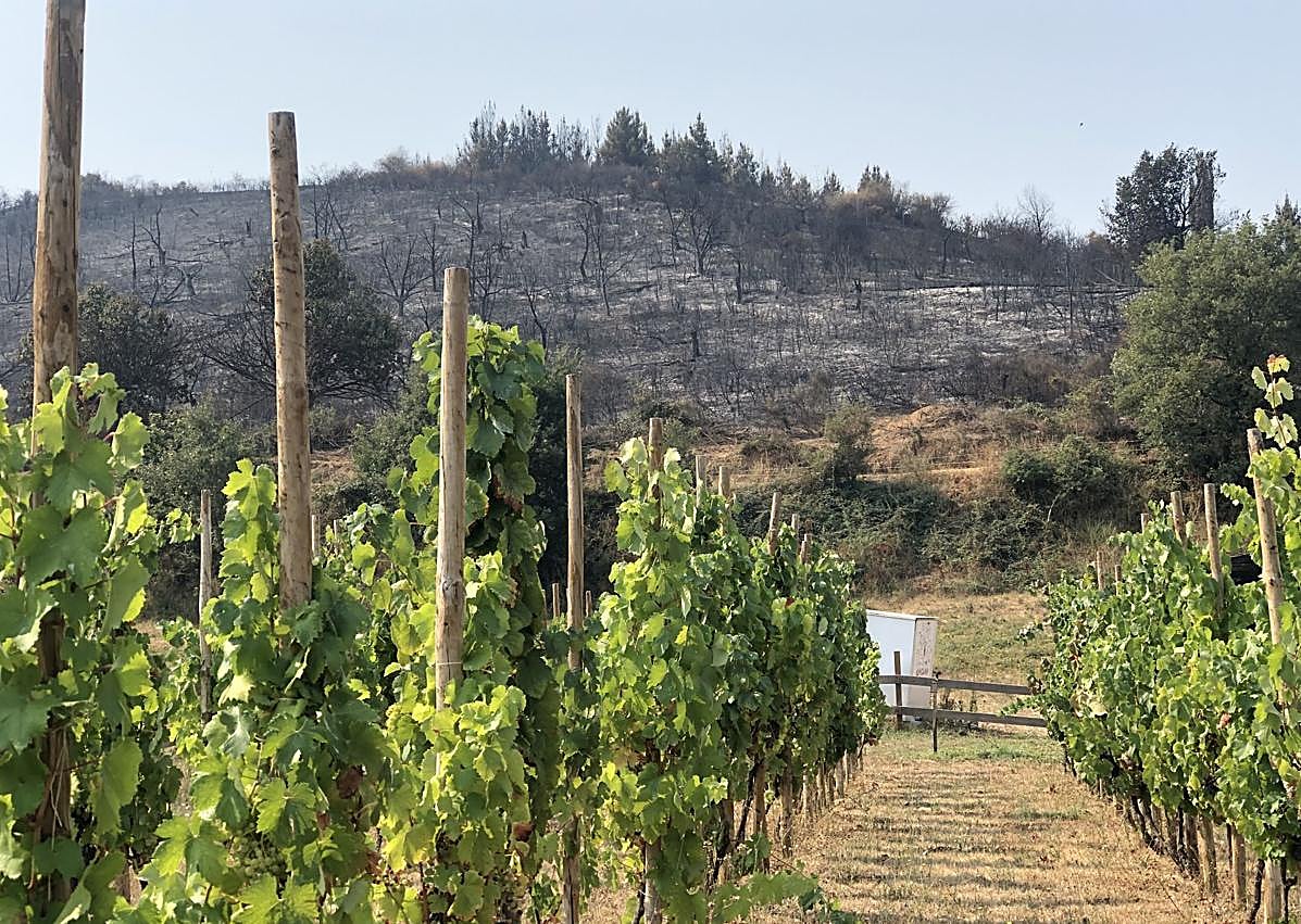 Imagen secundaria 1 - Imágenes de la bodega de Molinaseca amenazada por el fuego, de los árboles calcinados junto a las viñas Encima Wines y de la joven bodeguera Encina Otero (D).