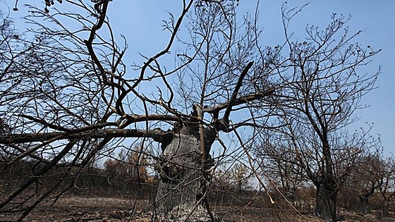 Los incendios amenazan la cosecha de castaña en El Bierzo: 500 hectáreas de producción calcinadas