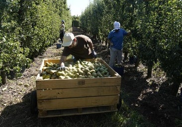 La cosecha de pera conferencia del Bierzo podría superar las previsiones iniciales y llegar a los 14,5 millones de kilos