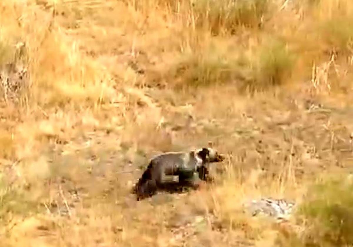 Barniedo, el osezno que ha sobrevivido a dos incendios