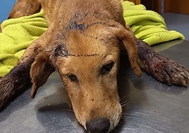 El perro berciano Agallas fue encontrado en muy mal estado y con mordeduras en el cuello y la cabeza.