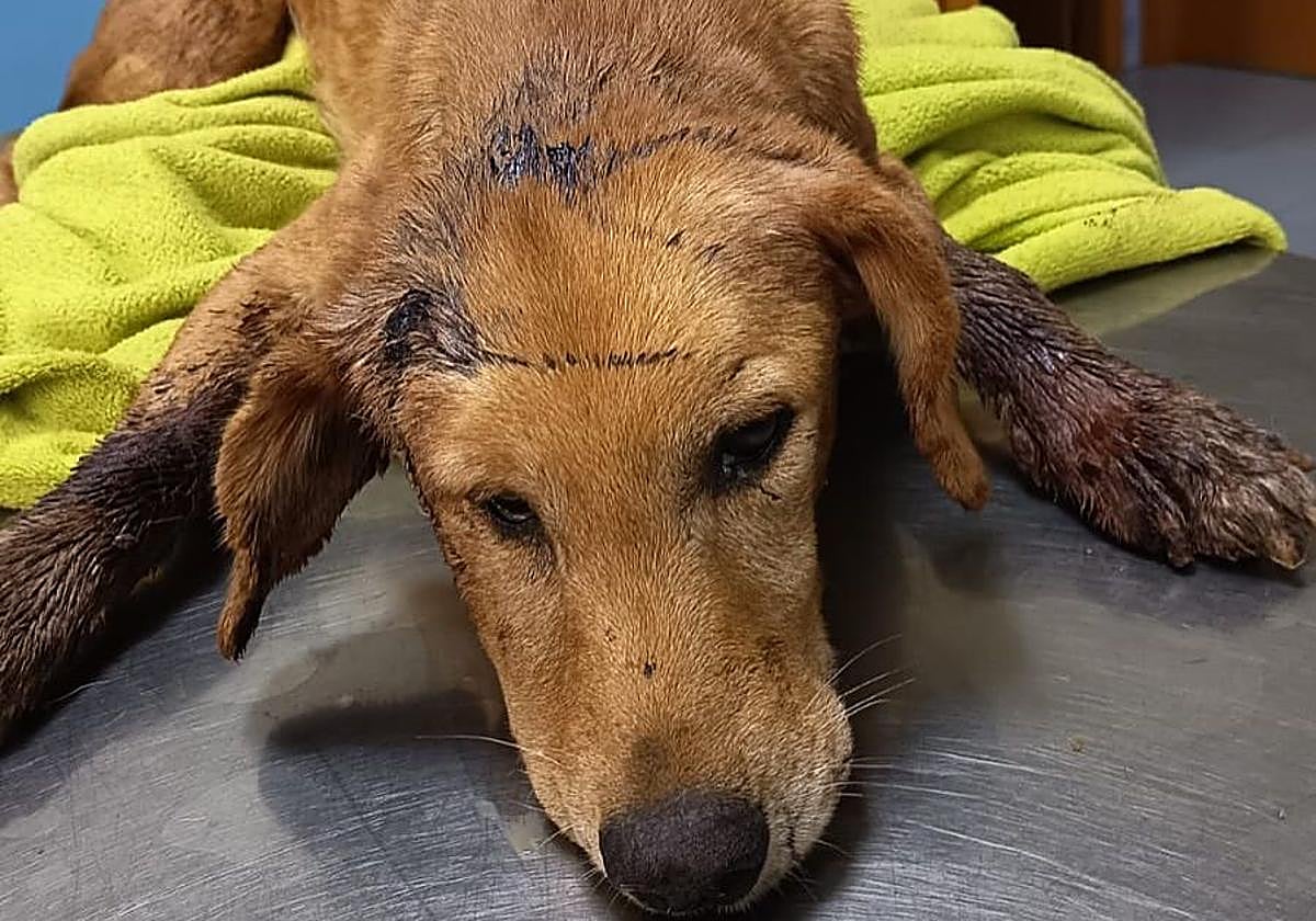 El perro berciano Agallas fue encontrado en muy mal estado y con mordeduras en el cuello y la cabeza.