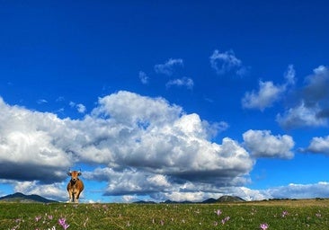 Nace el Trail Valles del Sil, una carrera con alma en el corazón del Bierzo