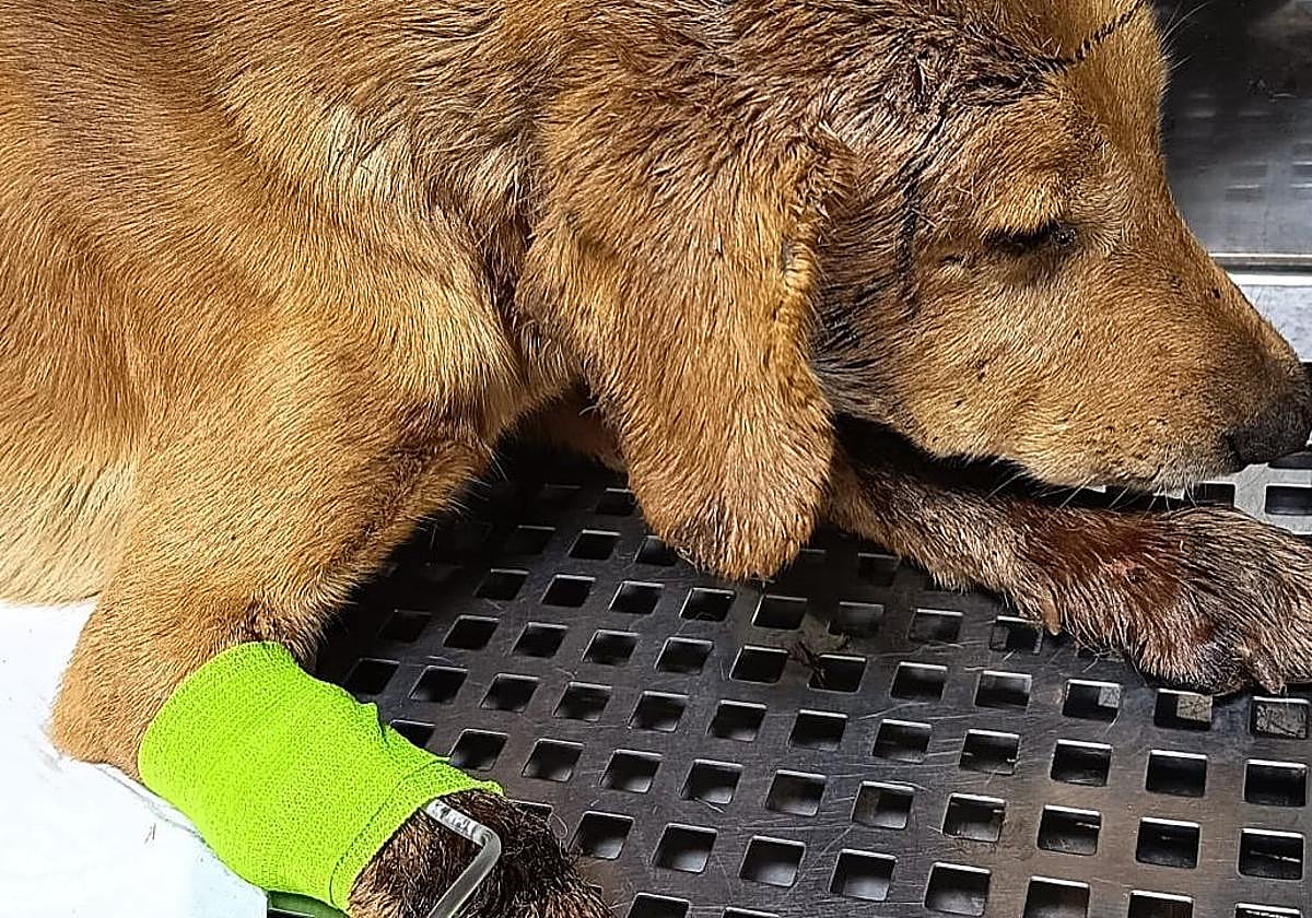 Imagen del perro berciano Agallas durante su tratamiento antes de ser operado.