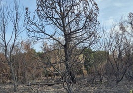 Consecuencias de los incendios que afectaron a la provincia de León el pasado agosto.