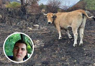 Un ganadero berciano, asfixiado ante la falta de alimento de sus animales: «Solo me queda vender»