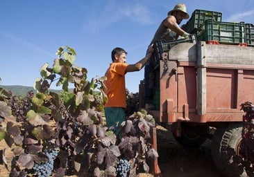 La vendimia en El Bierzo: uva más pequeña pero de mayor calidad
