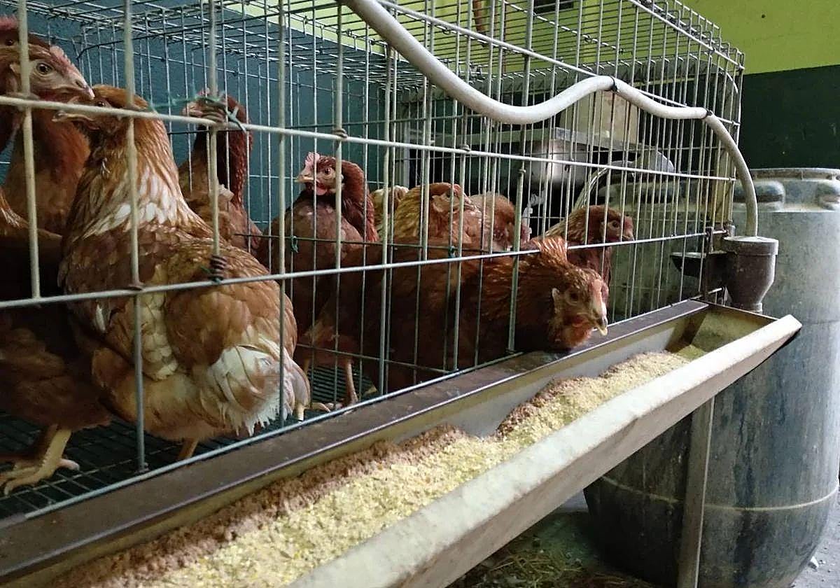 Gallinas de una tienda agraria de Ponferrada.
