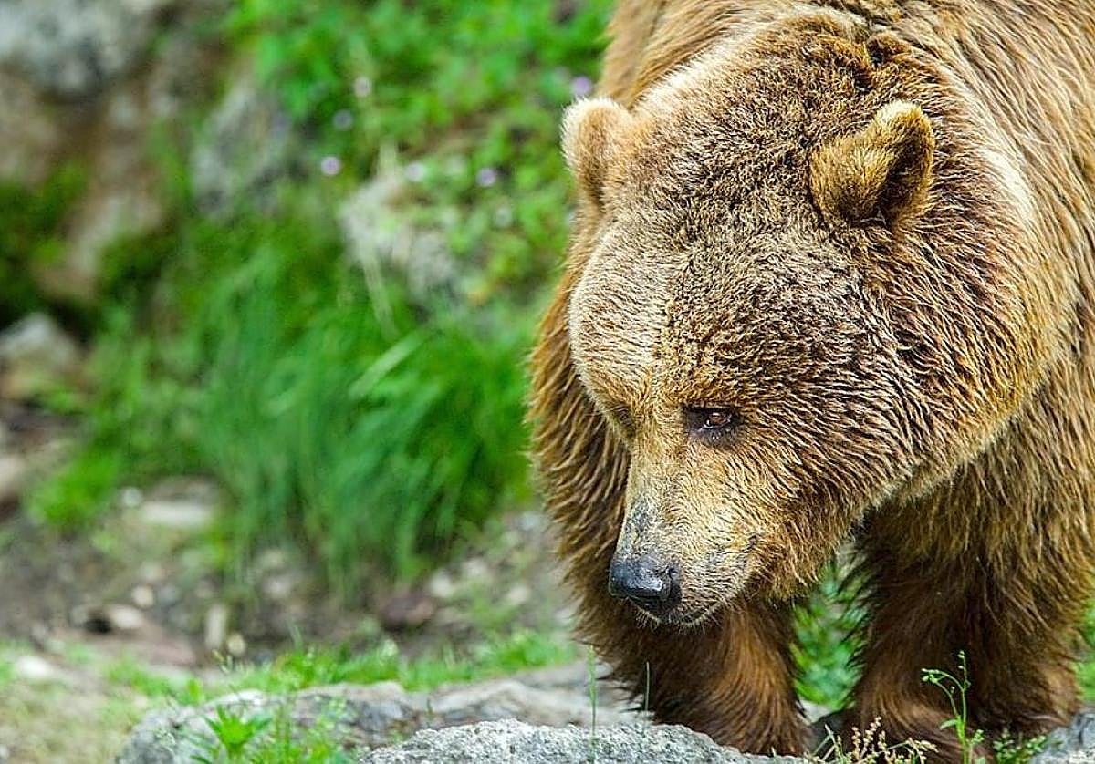 Imagen de un ejemplar de oso pardo.