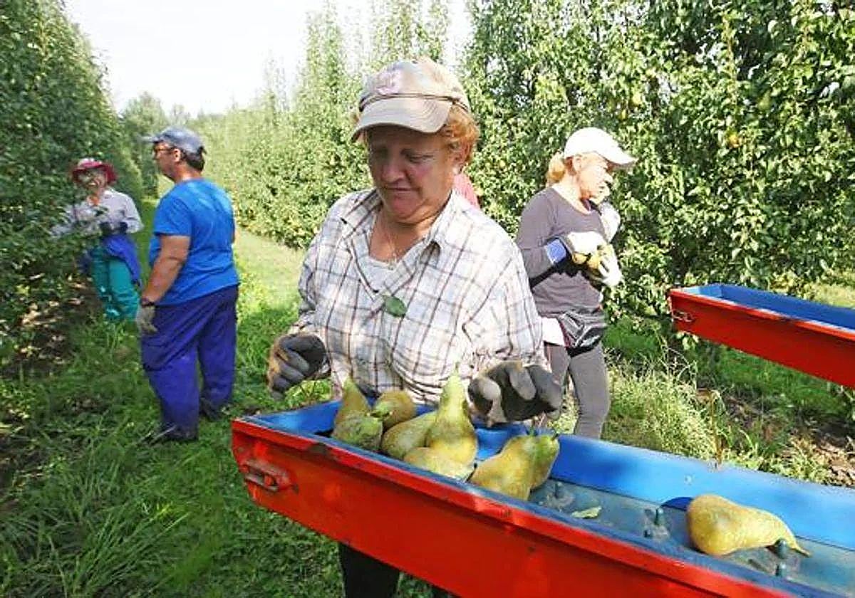 Campaña de recogida de pera conferencia en El Bierzo.