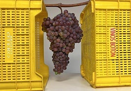 Imagen del enorme racimo de uva encontrado durante la vendimia en una viña de Priaranza del Bierzo.