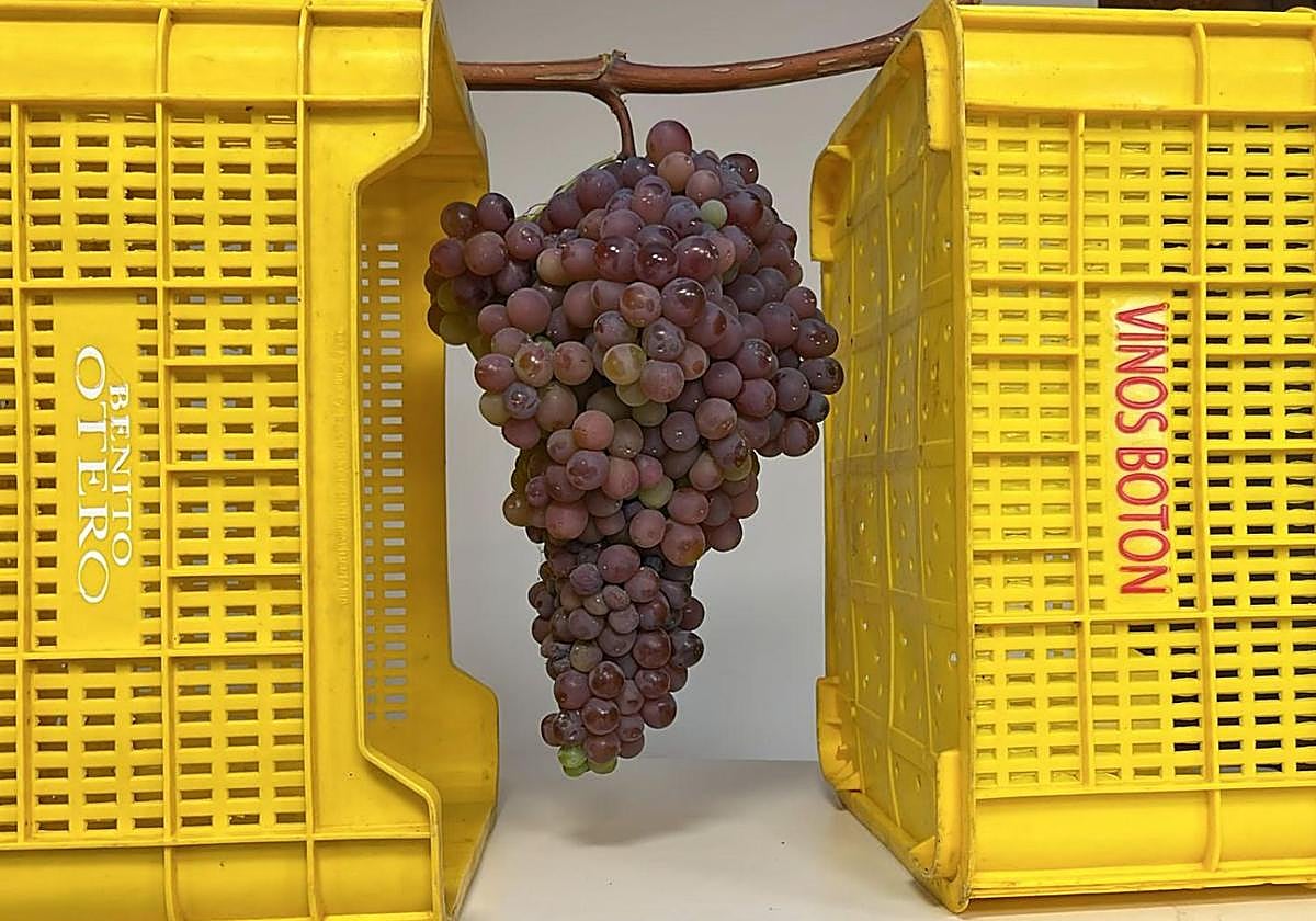 Imagen del enorme racimo de uva encontrado durante la vendimia en una viña de Priaranza del Bierzo.