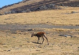 Imagen de archivo de un ciervo en el puerto del Morredero.