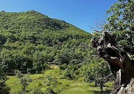 Imagen de la vegetación frondosa de las cumbres y valles del destino de la provincia de León recomendado para visitar en octubre.