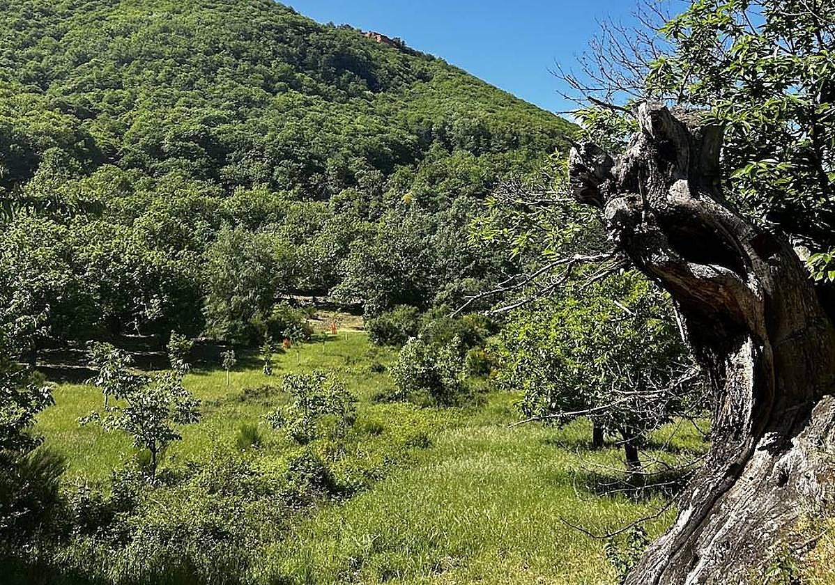 Imagen de la vegetación frondosa de las cumbres y valles del destino de la provincia de León recomendado para visitar en octubre.