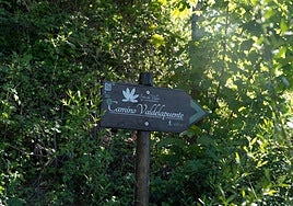 Imagen de uno de los caminos del Soto de Villar de los Barrios.