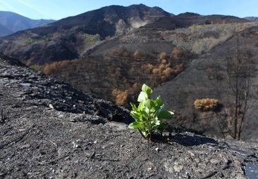 La Junta destinará 6,6 millones de euros a la reconstrucción íntegra de Lusio, afectada por los incendios