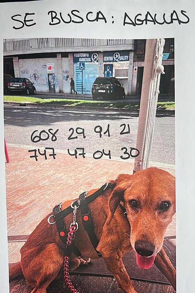 Cartel que se ha difundido para la búsqueda de Agallas.