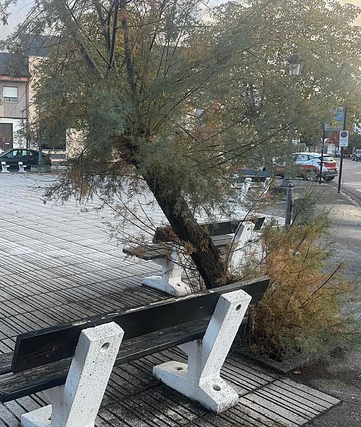 Imagen secundaria 2 - Imágenes del estado de los árboles en la Plaza de Castilla en el barrio de La Placa (Ponferrada)