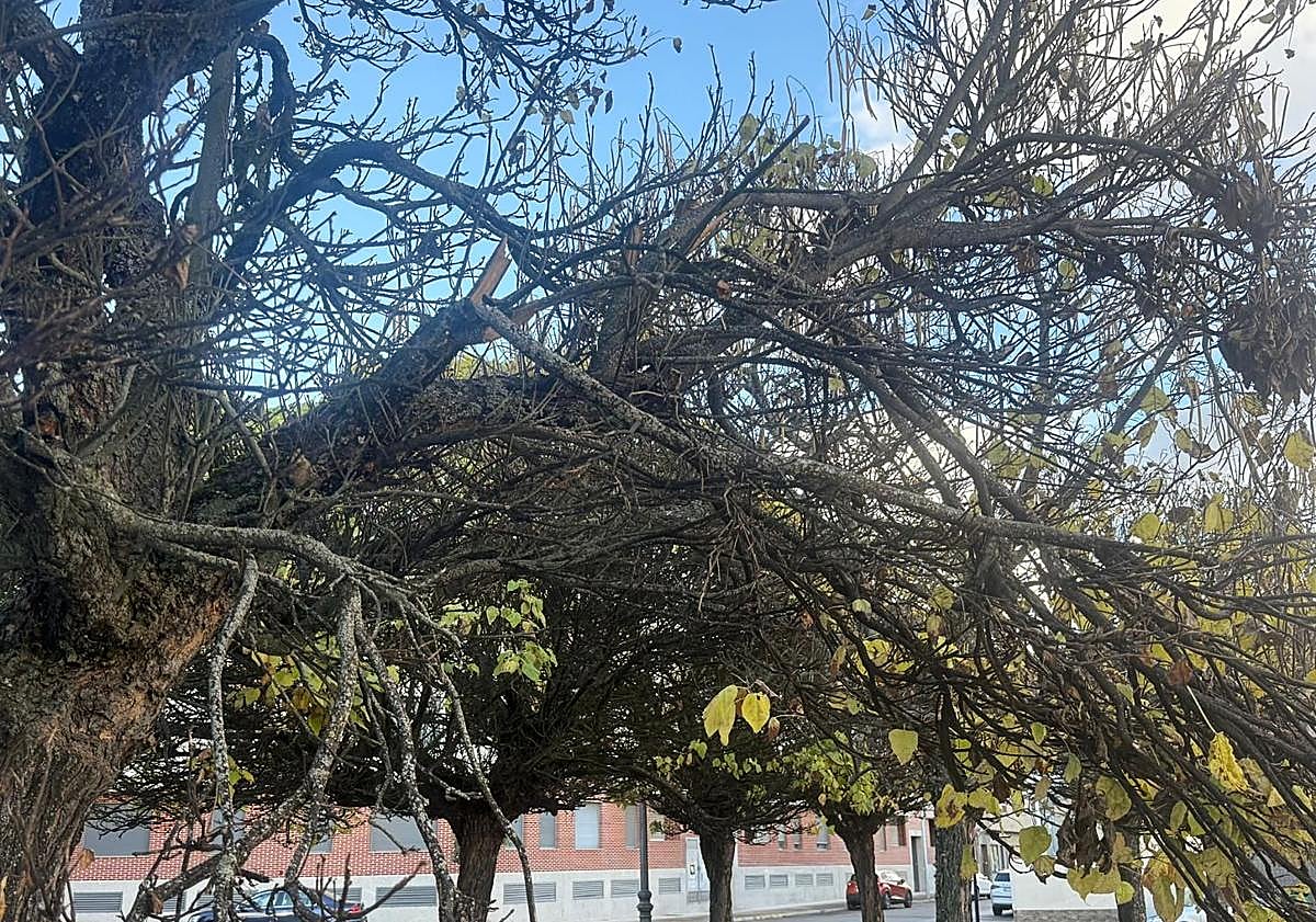Imagen principal - Imágenes del estado de los árboles en la Plaza de Castilla en el barrio de La Placa (Ponferrada)