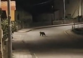 Imagen del ocho paseando por las calles del barrio de Torenillo en Toreno.