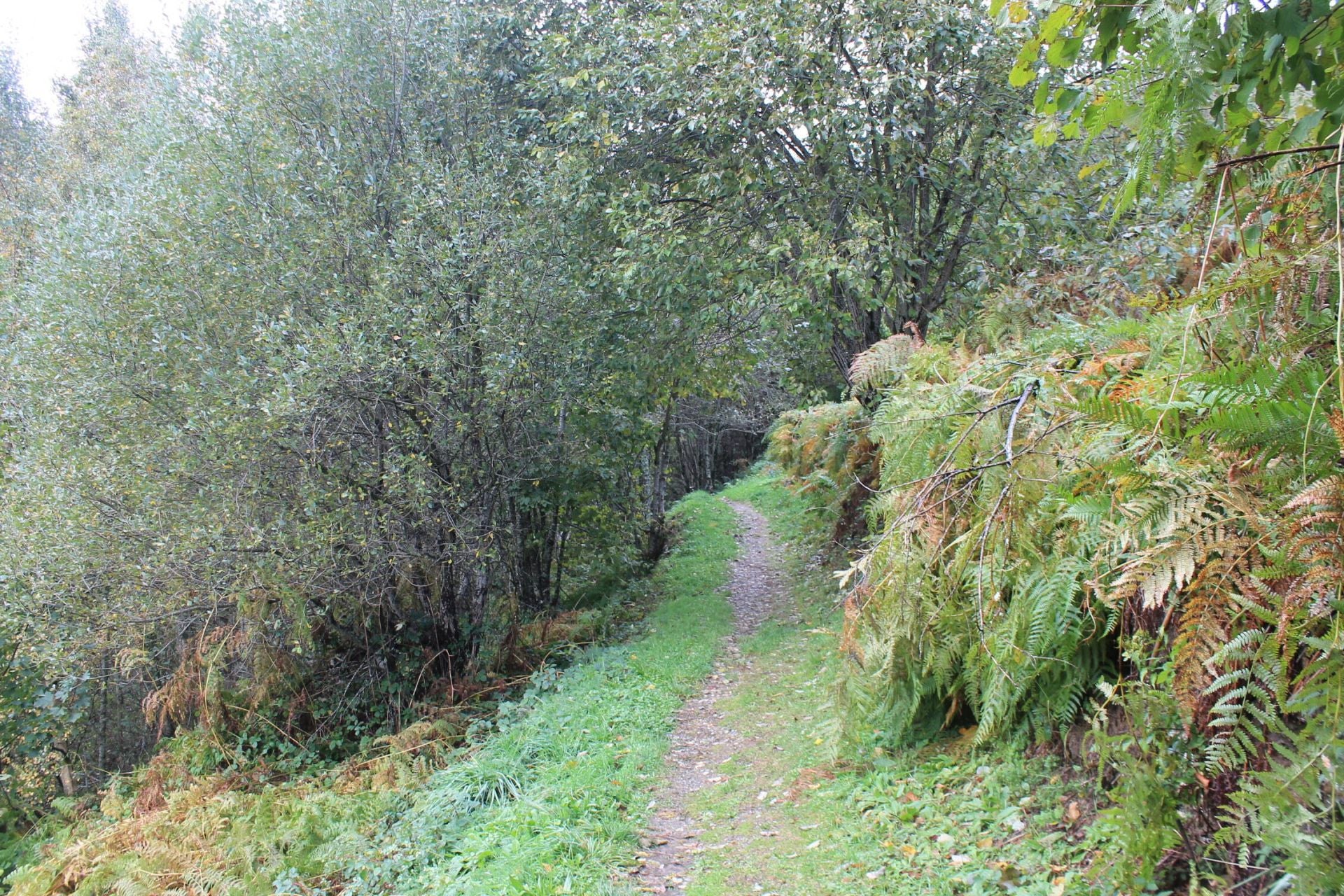 Las imágenes del hayedo de Busmayor