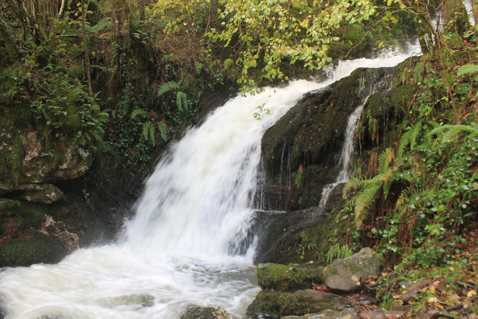 Las imágenes del hayedo de Busmayor