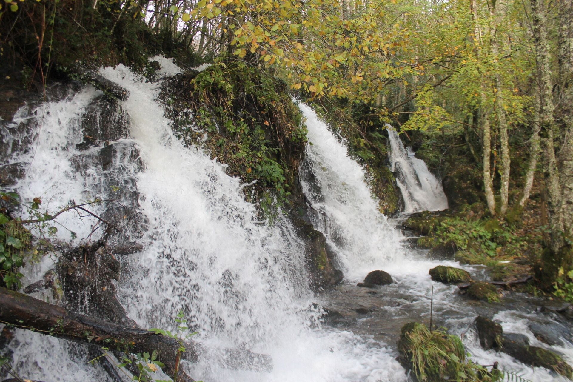 Las imágenes del hayedo de Busmayor