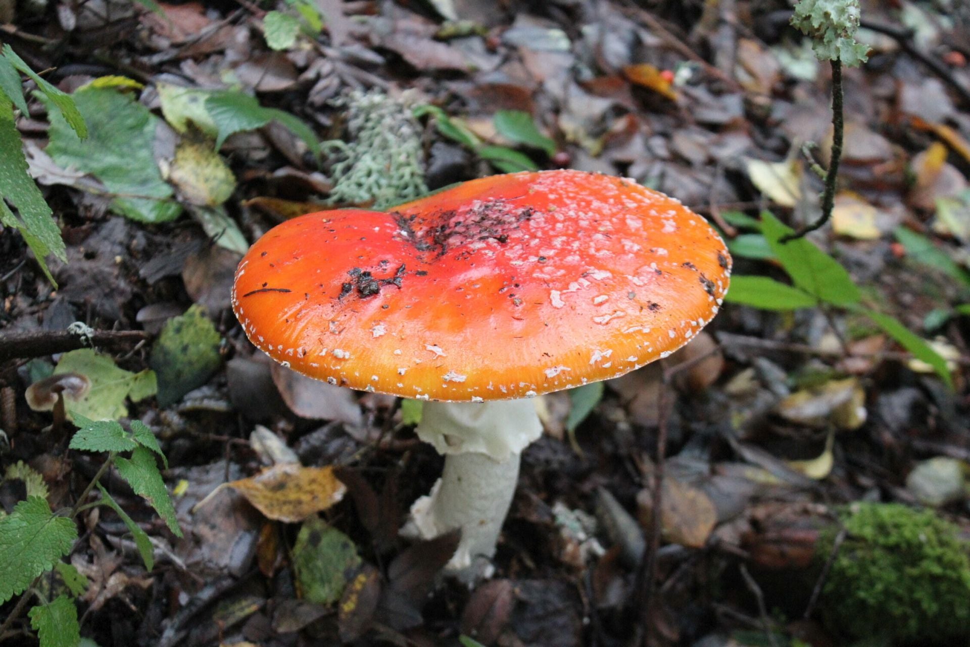 Las imágenes del hayedo de Busmayor