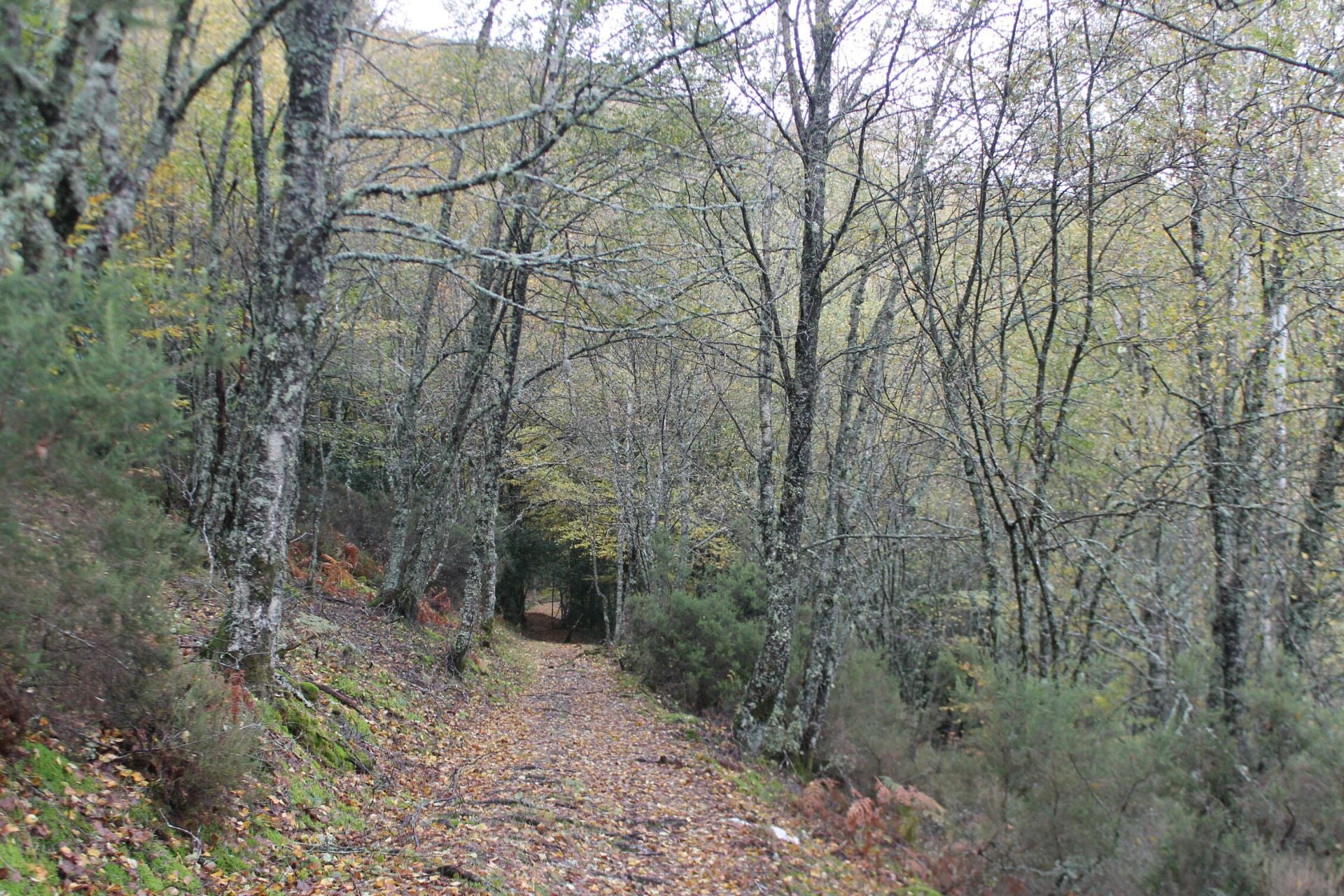 Las imágenes del hayedo de Busmayor