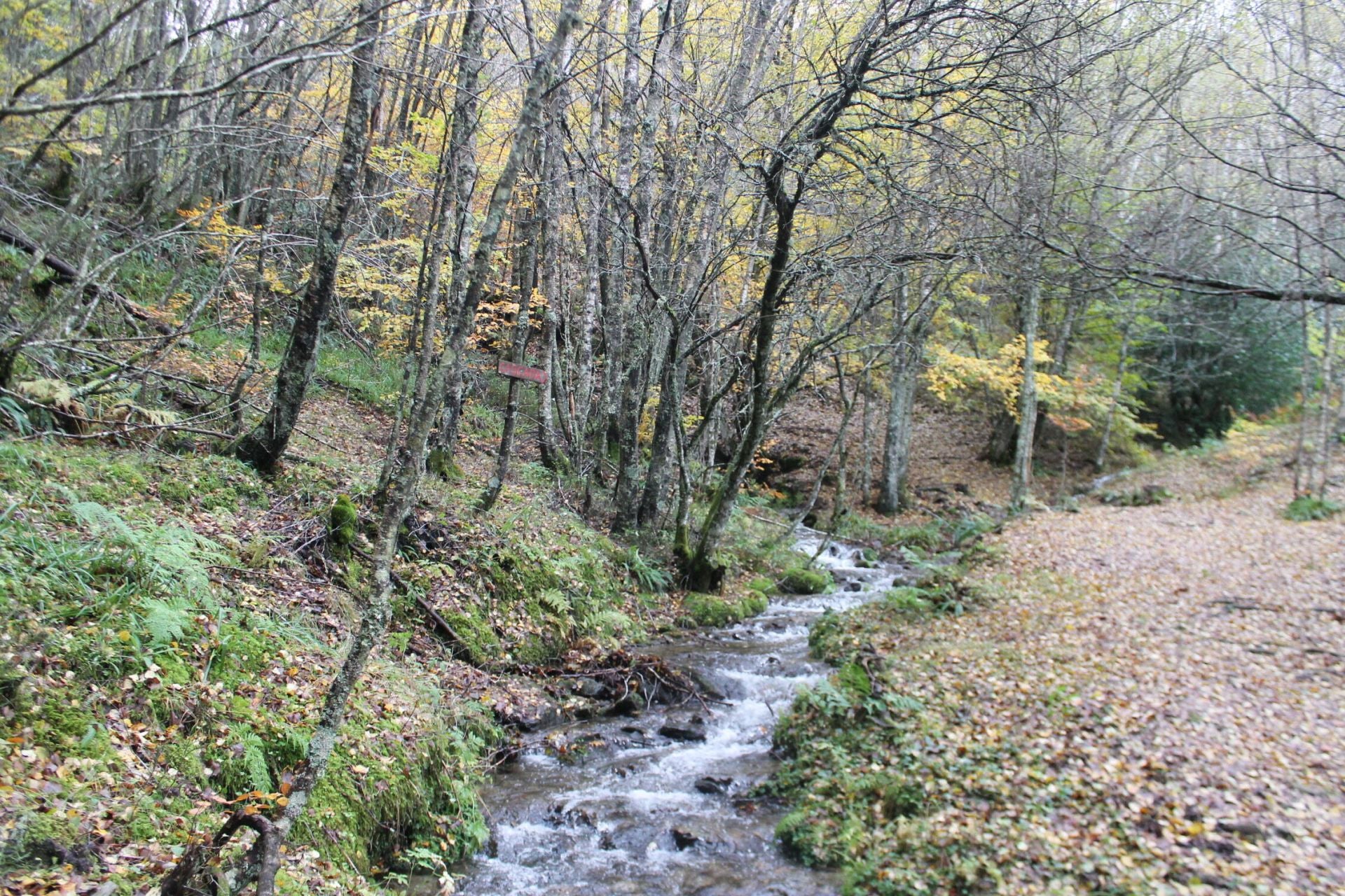 Las imágenes del hayedo de Busmayor
